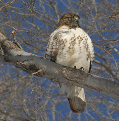 Hawk in Tree - Winter