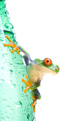 tree frog on water bottle - a red-eyed tree frog