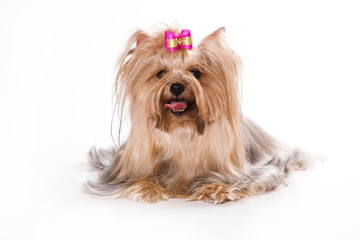 Yorkshire Terrier (Yorkie) puppy on a white background