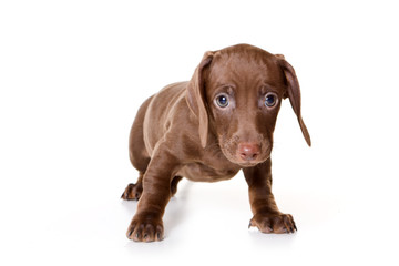 Dachshund on white background