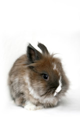 a cute dwarf rabbit