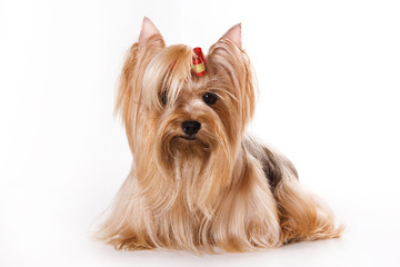 Yorkshire Terrier (Yorkie) puppy on a white background