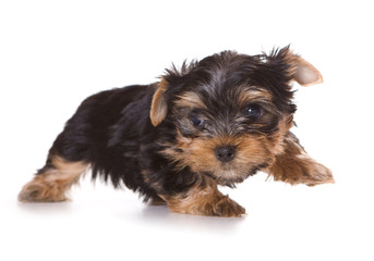 Yorkshire Terrier (Yorkie) puppy on a white background