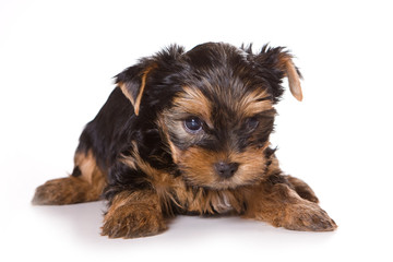 Yorkshire Terrier (Yorkie) puppy on a white background