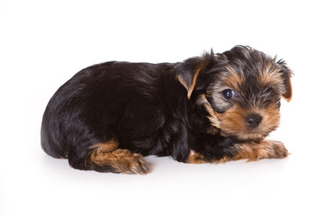 Yorkshire Terrier (Yorkie) puppy on a white background