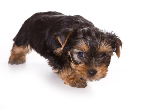 Yorkshire Terrier (Yorkie) puppy on a white background