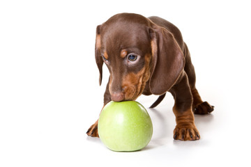 Dachshund on white background