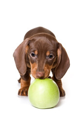 Dachshund on white background
