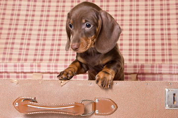 Dachshund in box