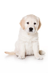 Golden retriever puppy on white background