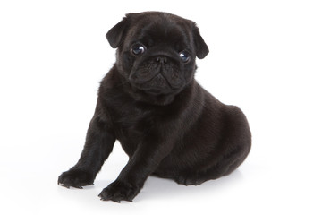 Pug on white background