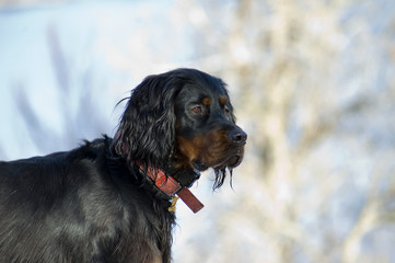 Setter gordon