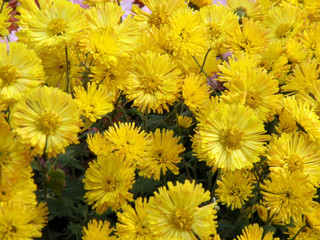 Beautiful flowers of chrysanthemums