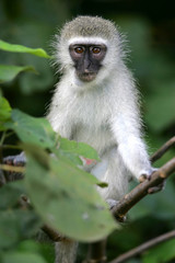 Vervet Monkeys
