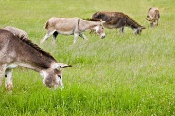 Donkeys feeding in the green field, Equus asinus