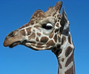 Head shot of a giraffe against a very blue sky.