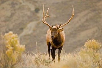 A bulk elk  Yellowstone National Park, Wyoming.