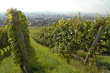 Fototapeta na wymiar Marlenheim winnic w Alzacji