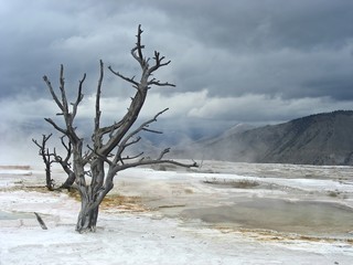 Devastated landscape of Mammoth Hot Springs,  Wyoming.