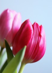 Naklejka premium Tulpen