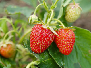 strawberry