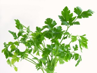 green leaves of parsley