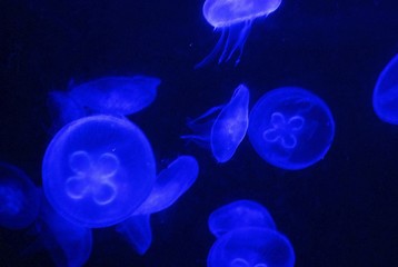 Quallen - Jellyfish