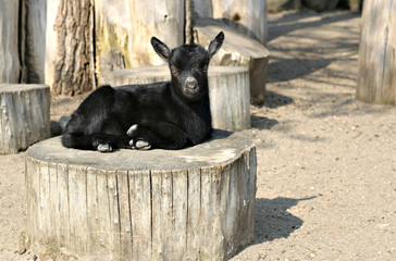 Little black goat in a zoo