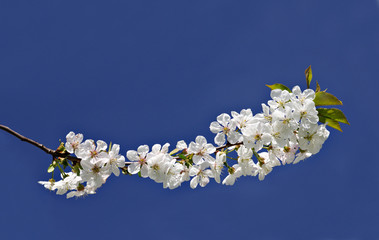 Cherry blossoms against blue sky with copy space