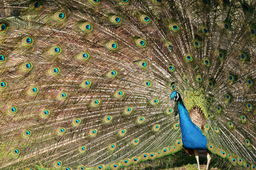 Peacock spinning a wheel in a zoo