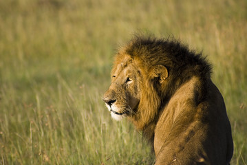 Great old lion looking back while sitting in savannah