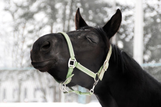 Kissing horse