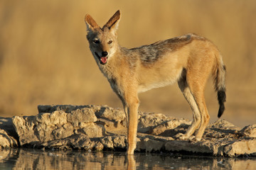 Black-backed Jackal (Canis mesomelas)