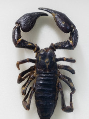 black scorpion top view close up