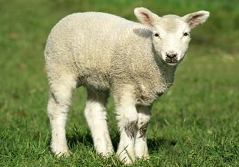 Fototapeta premium spring lamb