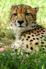 African Cheetah