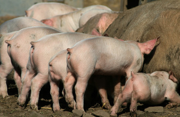 Suckling piglets © Lensman300