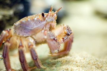 Crabe