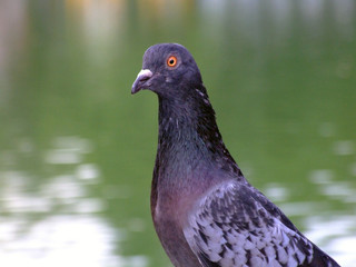 Pigeon, Bangkok