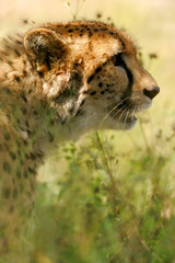 African Cheetah