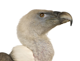 Griffon Vulture - Gyps fulvus