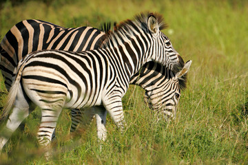 Fototapeta na wymiar African Zebras