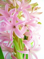 Close-up of pink hyacinth flower against white background