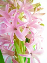 Papier Peint photo Lavable Macro Close-up de fleur de jacinthe rose sur fond blanc