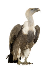 Griffon Vulture - Gyps fulvus