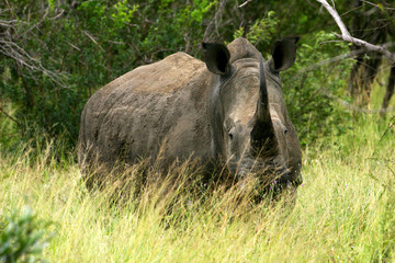 White Rhinos