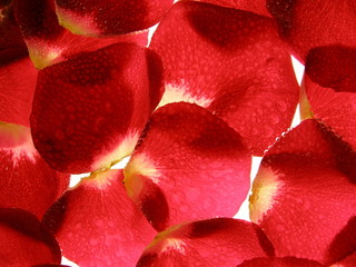 Close-up de pétales de fleurs de rose rouge avec des gouttes en arrière-plan