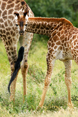 African Giraffes