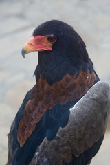 Kenya : aigle