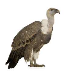 Griffon Vulture - Gyps fulvus